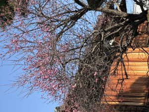 深夜に更新致します【気まぐれ日記】