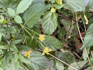 30日分晦日御客様バースデー【気まぐれ日記】