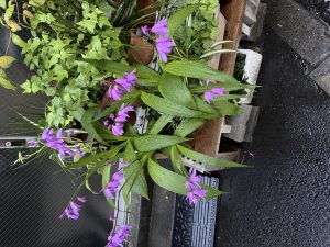深夜に更新致します【気まぐれ日記】