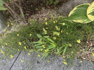 深夜に更新致します【気まぐれ日記】