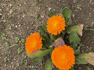 木曜日分　内科に【気まぐれ日記】