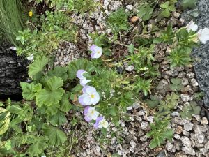 深夜に更新致します【気まぐれ日記】