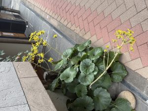 深夜に更新致します【気まぐれ日記】