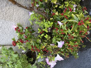 深夜に更新致します【気まぐれ日記】