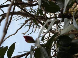 30日分晦日御客様バースデー【気まぐれ日記】