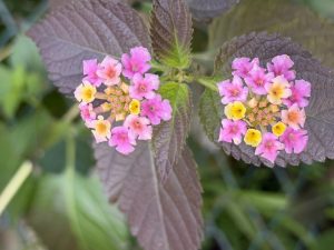 30日分晦日御客様バースデー【気まぐれ日記】