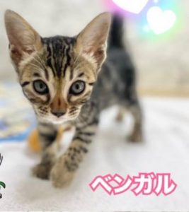 一月の終わり【気まぐれ日記】