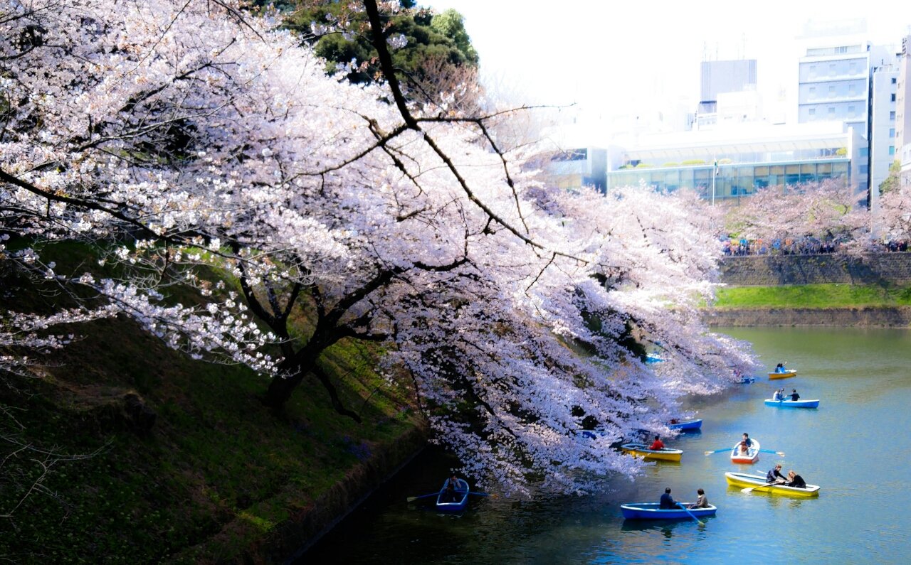 千鳥ヶ淵の桜。【Bar Sneakers】