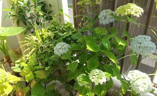 去年の紫陽花・開花しましたぁ！【ビリケンのひとり言】